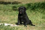 LABRADOR 1327